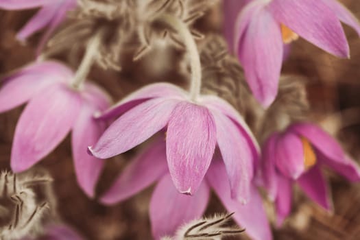 Toned Photo Beautiful Wild Spring Pink Purple magenta Flowers. Flowering Blooming Plant.