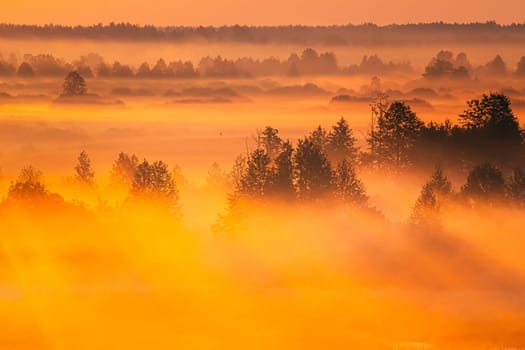 Amazing Sunrise Light Above Misty Landscape. Scenic View Of Foggy Morning In Misty Forest Park Woods. Summer Nature Of Eastern Europe. Sunset Dramatic Sunray Light Sunbeam.