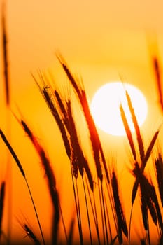 Summer Sun Shining Through Young Yellow Wheat Sprouts. Wheat Field In Sunset Sunrise Sun. Close up.