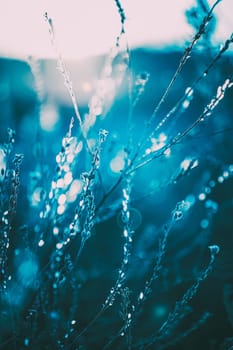 Close Up Summer Autumn Grass In Sunset Sunrise Sunlight. Toned Photo In Trend Classic Blue Color.