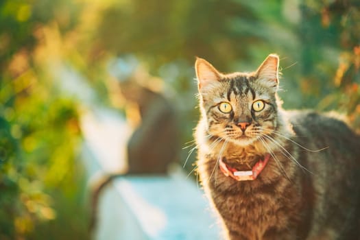 Gorgeous Gray Cat Outdoor Portrait In Sunny Day. Close Up.