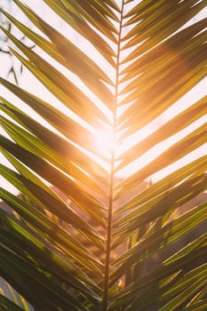 Close Up Of Palm Tree Branch. Sunlight Sun Rays Shine Through Green Leaf Leaves Growing In Palm Branch During Sunrise Or Sunset.
