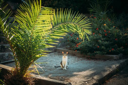 Funny Young Cat Sitting Under Palm Branches In Summer Garden.