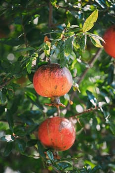 Ripe Pomegranates Hanging On Branch In Autumn Season.