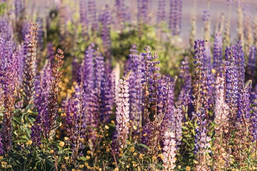 Bush Of Wild Flowers Lupine In Summer Field Meadow At Sunset Sunrise. Lupinus, Commonly Known As Lupin Or Lupine, Is A Genus Of Flowering Plants In The Legume Family, Fabaceae.