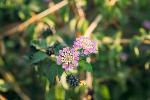 Blooming Pink Flowers Of Lantana In Summer Garden.