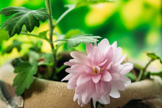Blossom Of Pink Chrysanthemums Flower In Garden Pot.