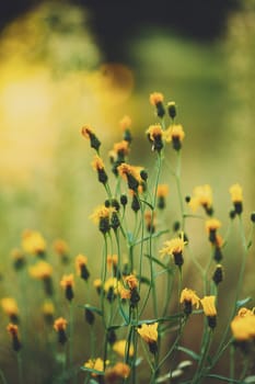 Close Up Grass And Yellow Flowers At Late Summer.