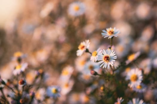 Blooming Aster Perennial Flowering Plants In The Family Asteraceae. Bush In Autumn Season.