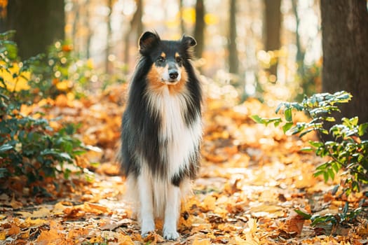 Tricolor Rough Collie, Funny Scottish Collie, Long-haired Collie, English Collie, Lassie Dog Outdoors In Autumn Day. Portrait.