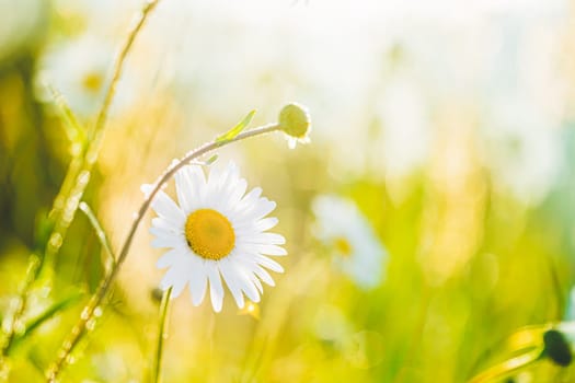 Blooming Wild Flower Matricaria Chamomilla, Matricaria Recutita, Chamomile. Commonly Known As Italian Camomilla, German Chamomile, Hungarian Chamomile, Wild Chamomile In Summer Meadow.