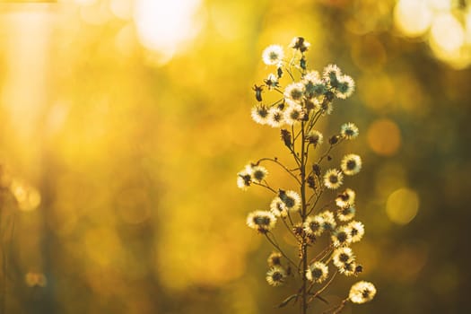 Dry Flowers Of Conyza Sumatrensis. Guernsey Fleabane, Fleabane, Tall Fleabane, Broad-leaved Fleabane, White Horseweed, And Sumatran Fleabane. Close Up Autumn Grass And Flowers In Sunset Sunrise Sunlight.