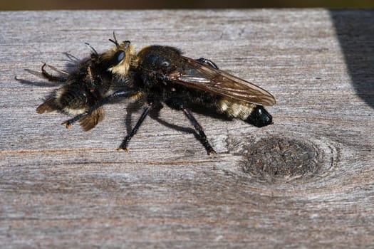 Yellow murder fly or yellow robber fly with a bumblebee as prey. The insect is sucked out by the hunter. Yellow black hairs cover the hunter. Macro shot from nature