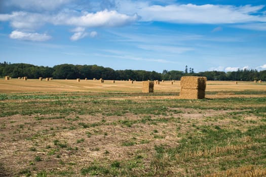Straw bales on a harvested wheat field. Food supply. Agriculture to feed humanity. Landscape shot from nature.