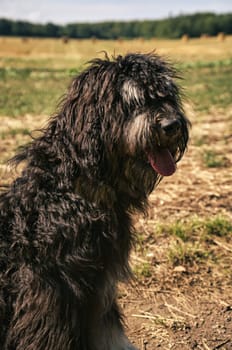 Portrait of a Goldendoodle dog. Fluffy, curly, long, black light brown fur. Intimate family dog. Interested look in nature. Animal photo of a dog