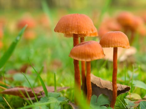Orange filigree mushrooms on a meadow. Macro view from the habitat. Nature photo