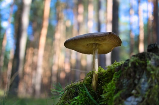 a filigree little mushroom on the forest floor in soft light. Macro shot from nature