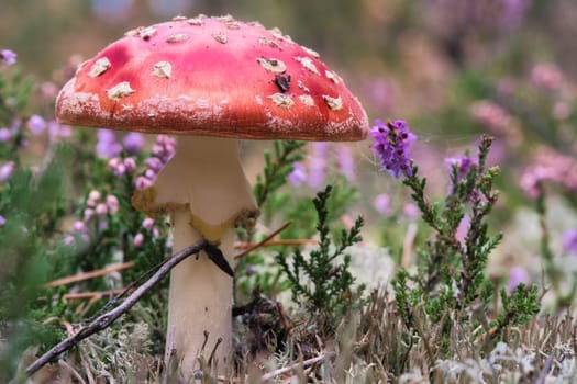 Toadstool in a heather field in the forest. Poisonous mushroom. Red cap with white spots. Close up from nature in forest