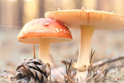 Toadstool, blurry and dreamy, in the grass in the forest. Poisonous mushroom. Red hat with white spots. Close up from nature in forest