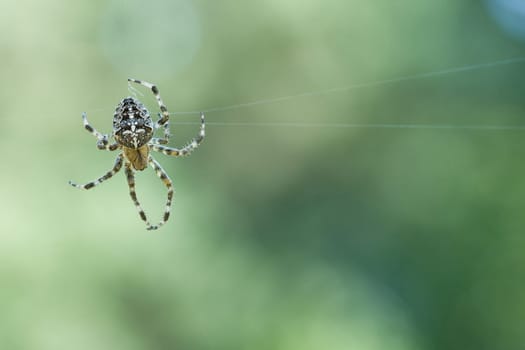 Cross spider crawling on a spider thread. Halloween fright. Blurred background. A useful hunter among insects. Arachnid. Animal photo from the wild.
