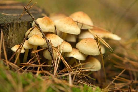 a group of filigree small mushrooms, on the forest floor in soft light. Macro shot from nature