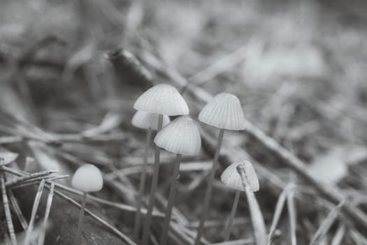 A group of filigree small mushrooms, taken in black and white, on the forest floor in soft light. Macro shot from nature