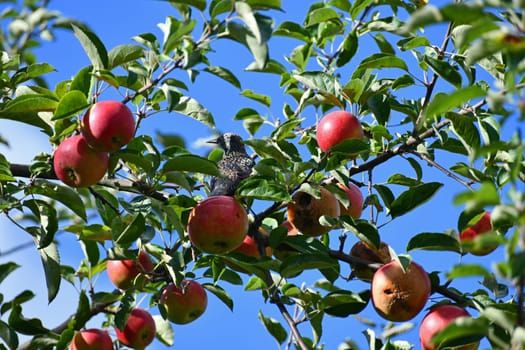 a star in the apple tree