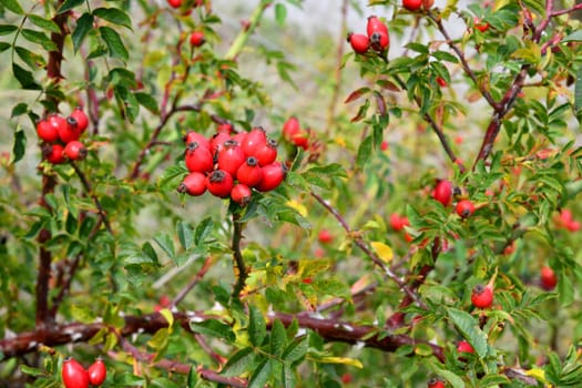 Wild crowing rose hips at the edge of the forest