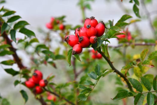 Wild crowing rose hips at the edge of the forest