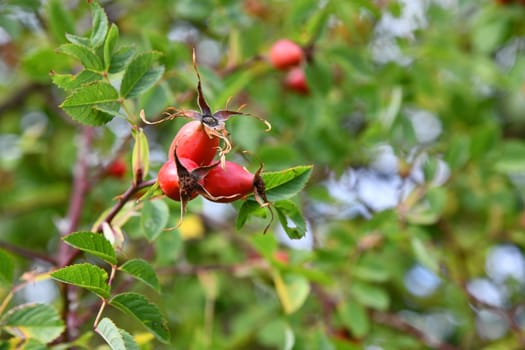 Wild crowing rose hips at the edge of the forest