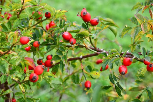 Wild crowing rose hips at the edge of the forest