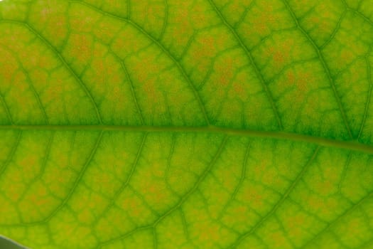 Close up leaf. Macro photography. Green leaf of avocado tree texture.