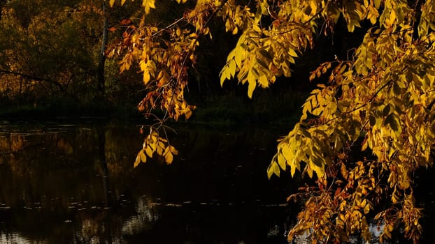Autumn fall in park with yellow leaves trees under dark lake water in sunset rays.