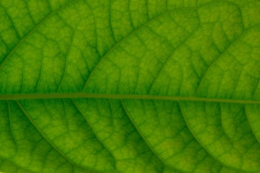 Close up leaf. Macro photography. Green leaf of avocado tree texture.