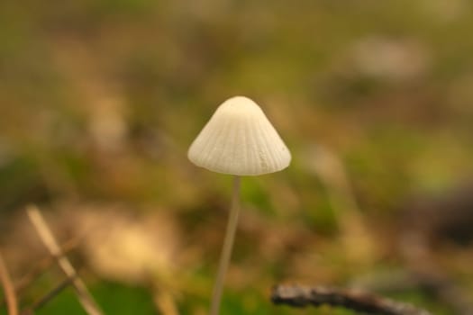 a filigree little mushroom on the forest floor in soft light. Macro shot from nature