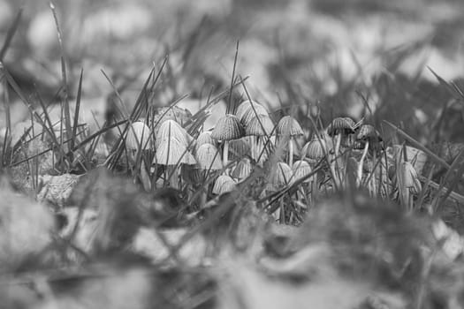 A group of filigree small mushrooms, taken in black and white, on the forest floor in soft light. Macro shot from nature