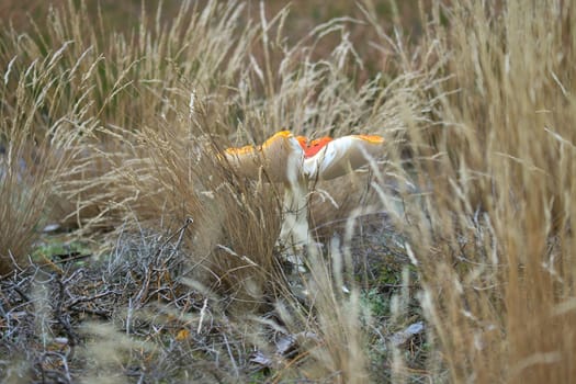 Toadstool, blurry and dreamy, in the grass in the forest. Poisonous mushroom. Red hat with white spots. Close up from nature in forest