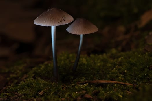 two filigree small mushrooms on moss with light spot in forest. Forest floor. Macro shot from nature