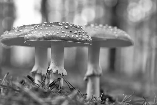 Toadstool in black white at the bottom of a coniferous forest in the woods. Poisonous mushroom. Red cap with white spots. Close up from nature in forest