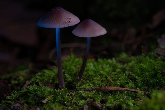 two filigree small mushrooms on moss with light spot in forest. Forest floor. Macro shot from nature