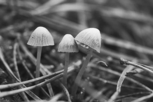 A group of filigree small mushrooms, taken in black and white, on the forest floor in soft light. Macro shot from nature