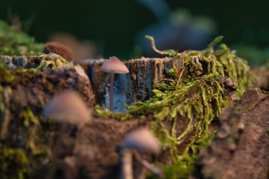 a filigree small mushroom in a tree root, with light spot in the forest. Forest floor with moss and pine needles. Macro shot from nature