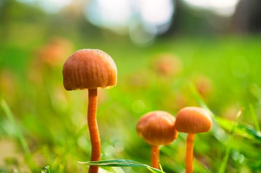 Orange filigree mushrooms on a meadow. Macro view from the habitat. Nature photo