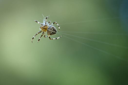 Cross spider in a spider web, lurking for prey. Blurred background. A useful hunter among insects. Arachnid. Animal photo from the wild.