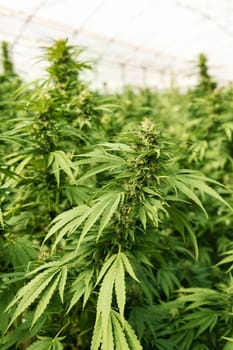 Blooming ripe Marijuana with Buds and green Leaves. Organic Cannabis Sativa Female Plants with CBD. Legal marihuana plantation provides high quality medicinal cannabis for healthcare and medicine uses