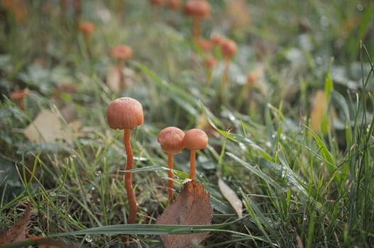 Orange filigree mushrooms on a meadow. Macro view from the habitat. Nature photo