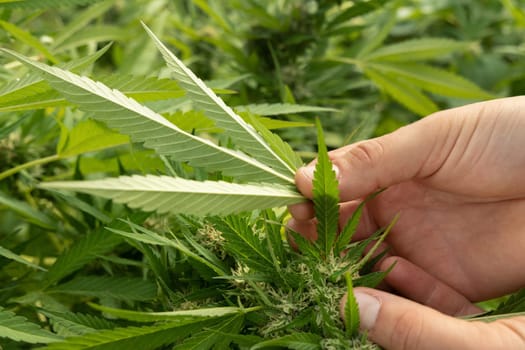 Farmer controlling for pests under a Marijuana leaf.. Organic Cannabis Sativa Female Plants with CBD. Legal plantation with high quality medicinal cannabis for healthcare and medicine uses