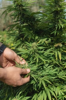 Farmer with hand controlling quality of blooming Marijuana. Organic Cannabis Sativa Female Plants with CBD. Legal plantation with high quality medicinal cannabis for healthcare and medicine uses