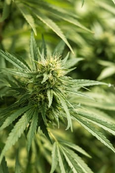 Blooming ripe Marijuana with Buds and green Leaves. Organic Cannabis Sativa Female Plants with CBD. Legal marihuana plantation provides high quality medicinal cannabis for healthcare and medicine uses