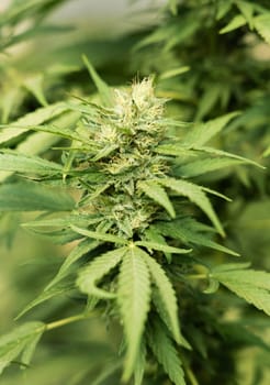 Blooming ripe Marijuana with Buds and green Leaves. Organic Cannabis Sativa Female Plants with CBD. Legal marihuana plantation provides high quality medicinal cannabis for healthcare and medicine uses